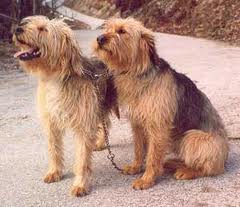 Bosanski Ostrodlaki Gonic Barak